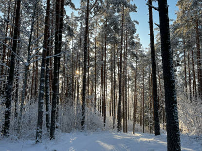 Talvine metsakinnistu