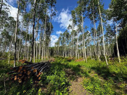 Raieõiguse ost üle Eesti - Timberstock OÜ