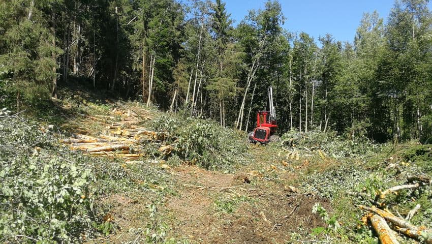 Kasvava Võsa Müük