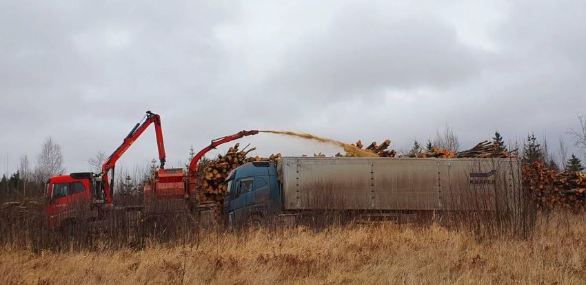 Virnastatud Võsa Müük Hakkepuidu Tootjale